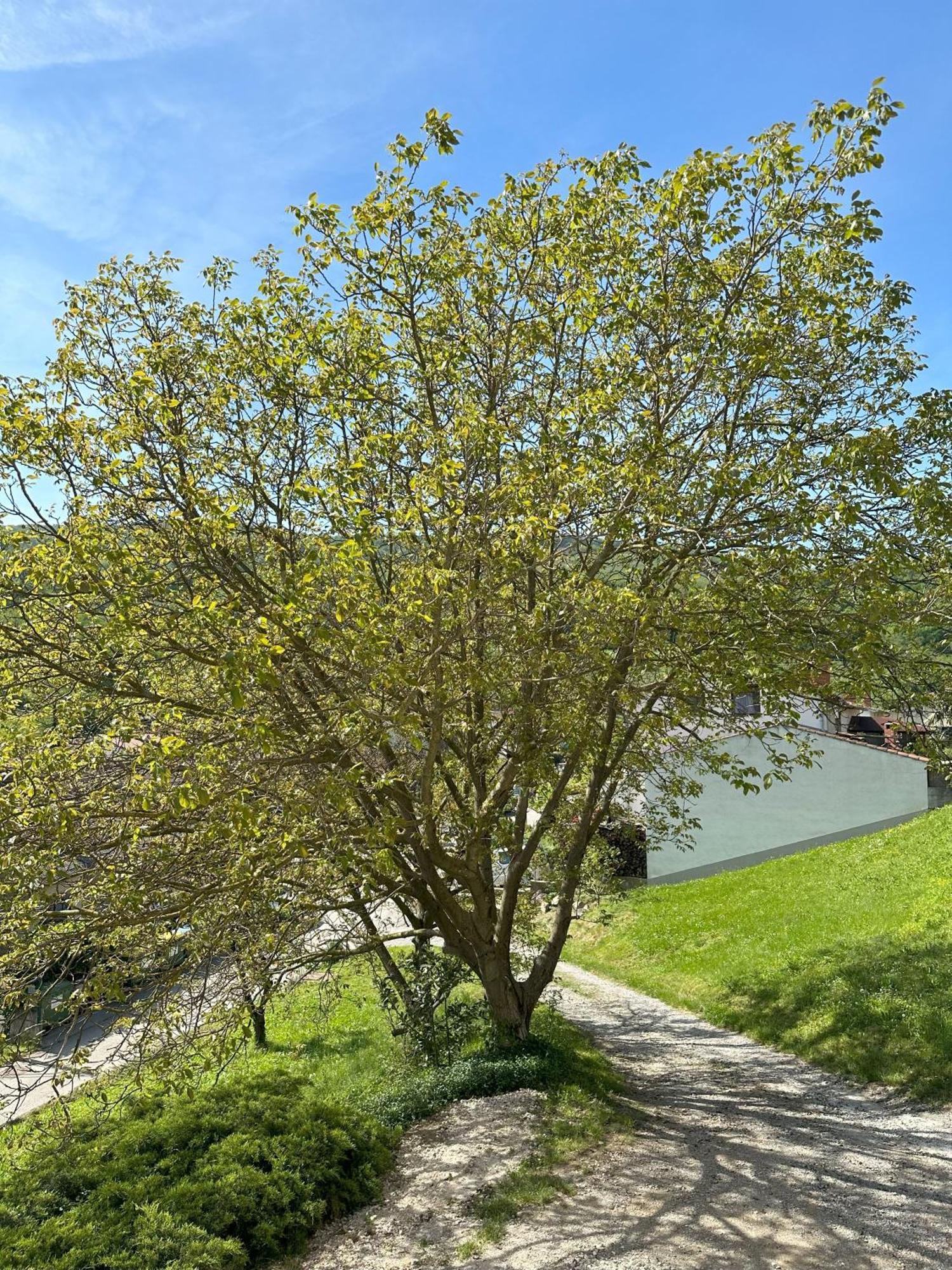 Apartma Anze Samec Dobravlje Luaran gambar